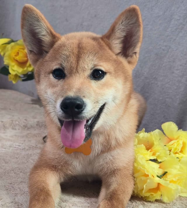 Shiba Inu Puppies media 4