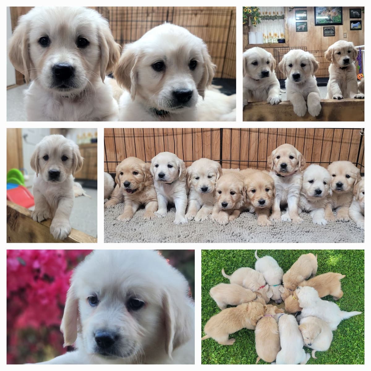 FULLY HEALTH TESTED GOLDEN RETRIEVER PUPPIES READY TODAY!!! breeder image 2
