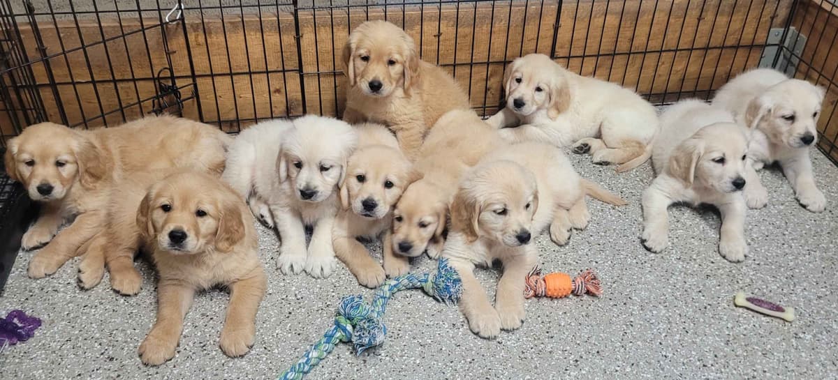 FULLY HEALTH TESTED GOLDEN RETRIEVER PUPPIES READY TODAY!!! breeder image 3