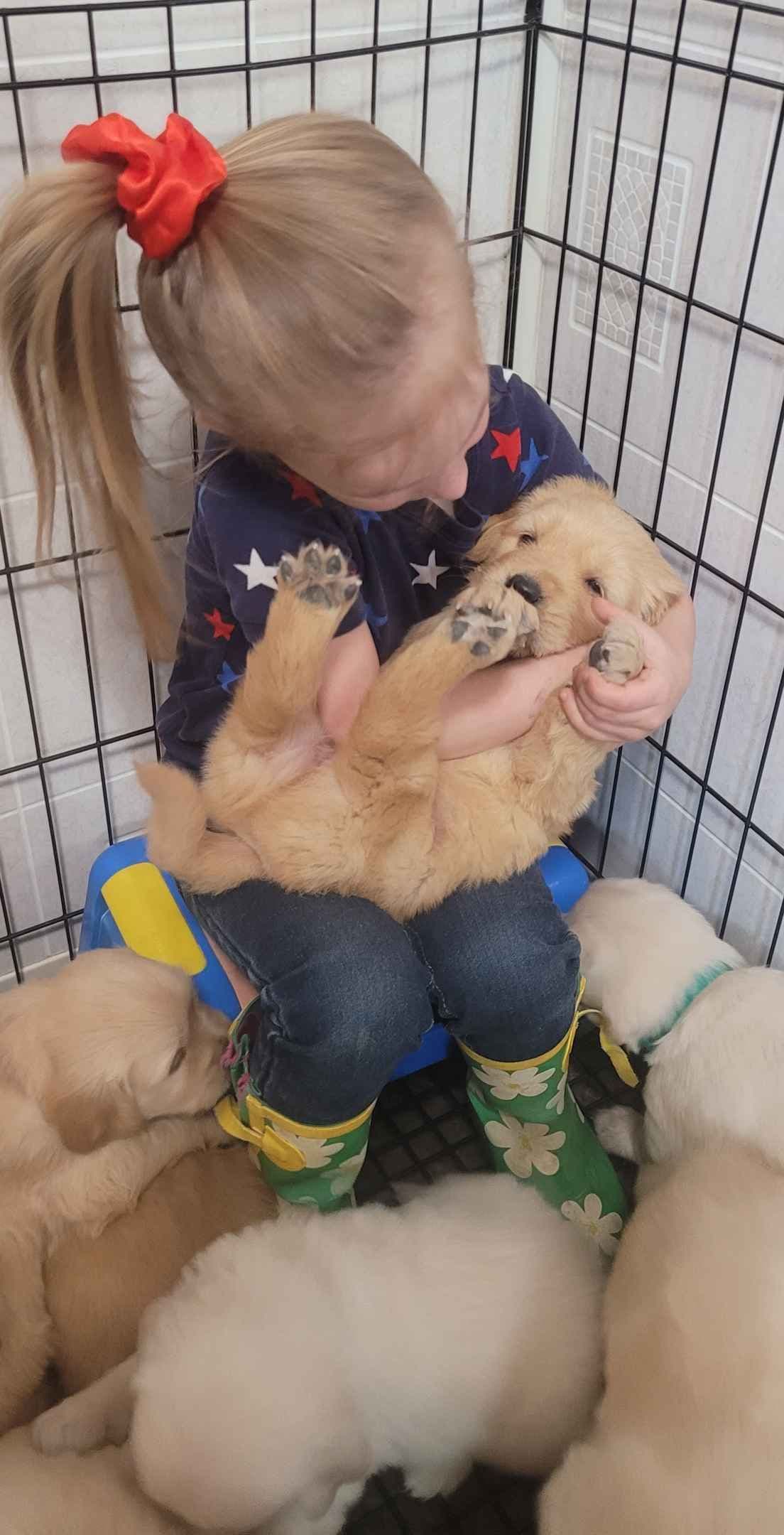 FULLY HEALTH TESTED GOLDEN RETRIEVER PUPPIES READY TODAY!!! breeder image 4