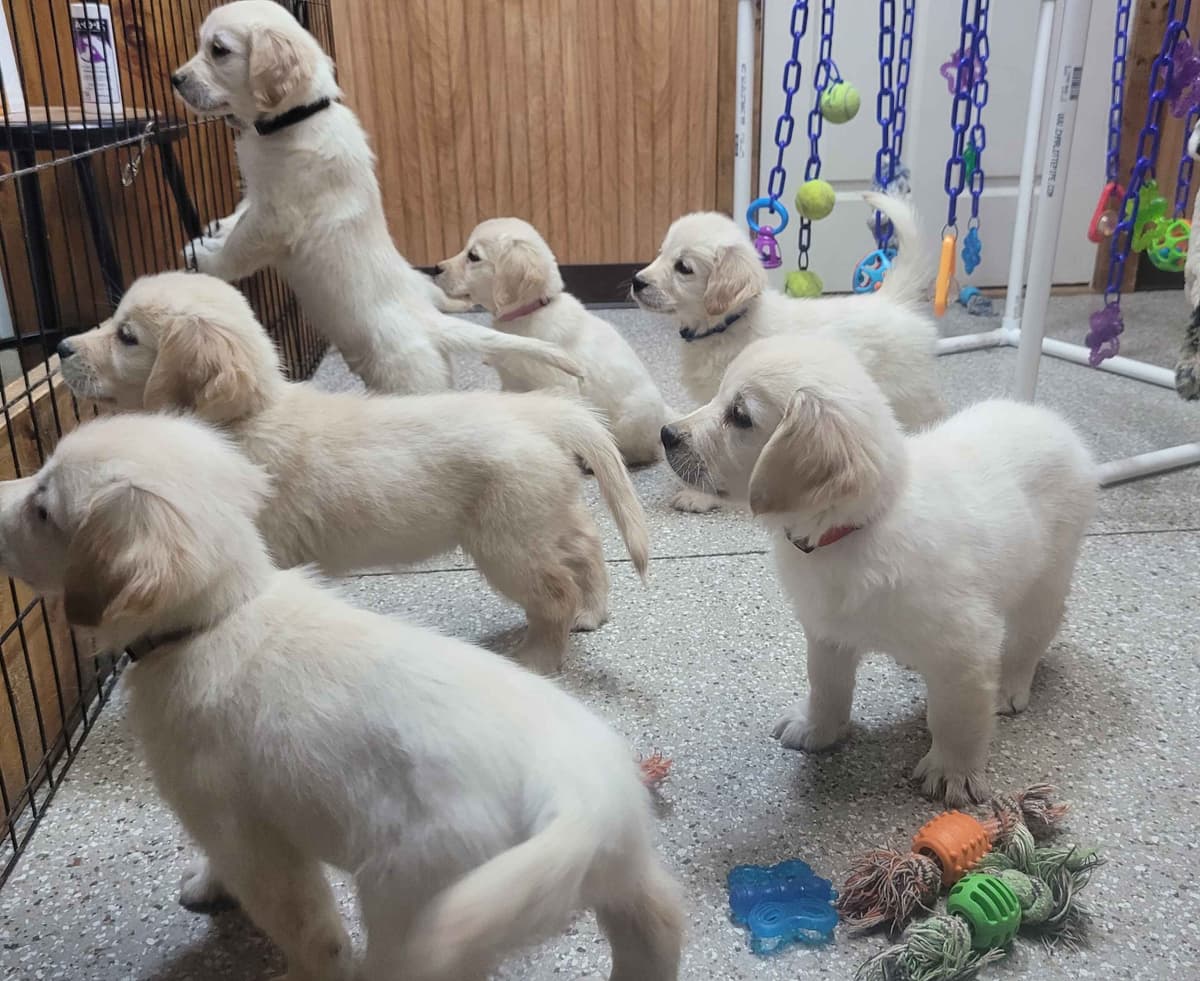 FULLY HEALTH TESTED GOLDEN RETRIEVER PUPPIES READY TODAY!!! breeder image 6