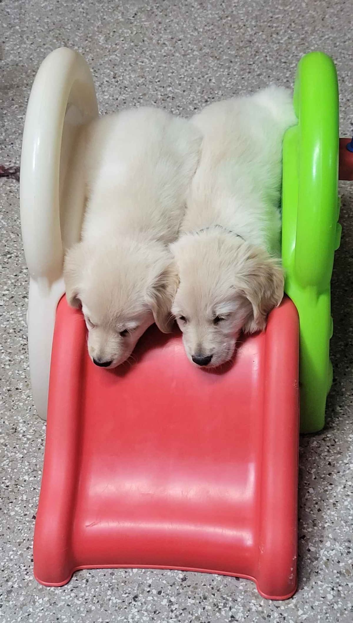 FULLY HEALTH TESTED GOLDEN RETRIEVER PUPPIES READY TODAY!!! breeder image 7