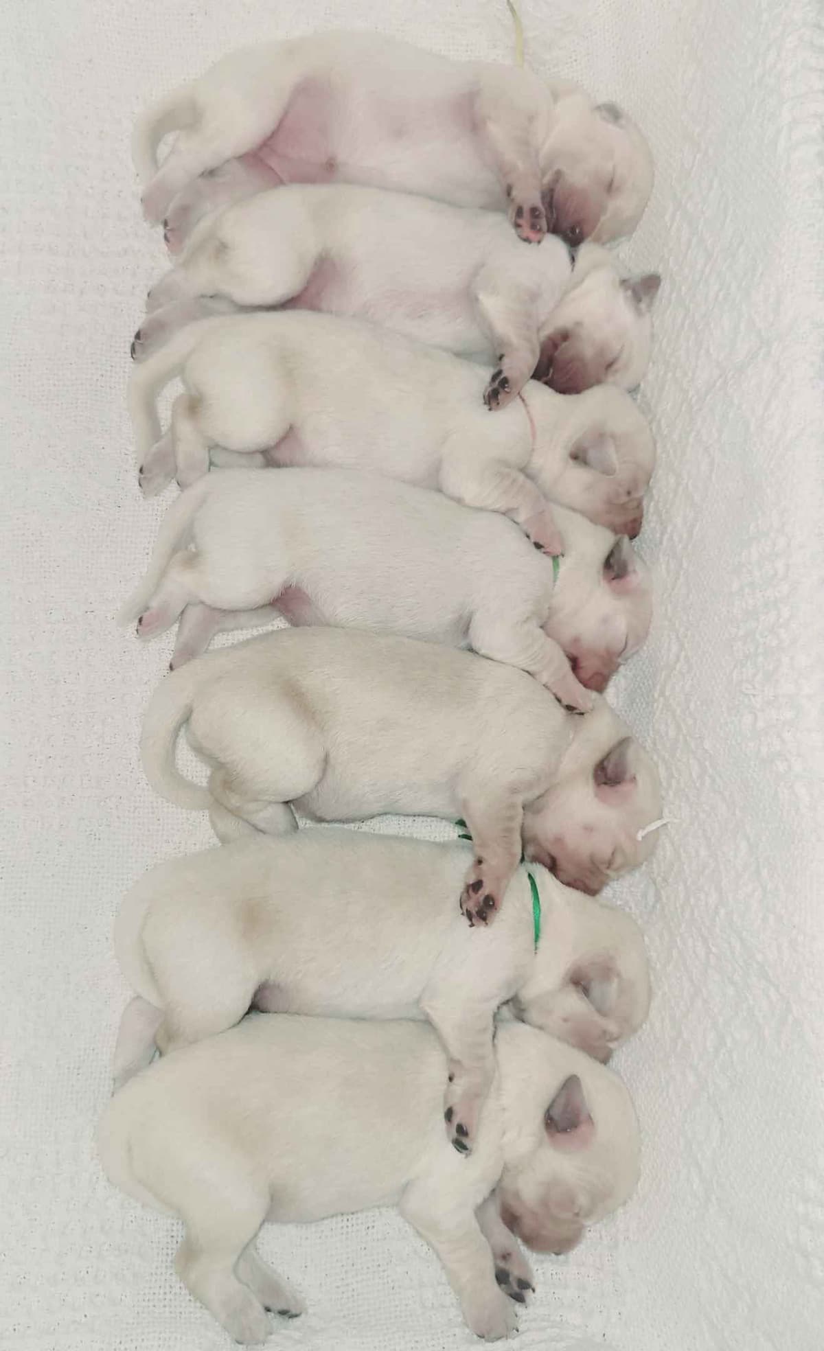 FULLY HEALTH TESTED GOLDEN RETRIEVER PUPPIES READY TODAY!!! breeder image 8