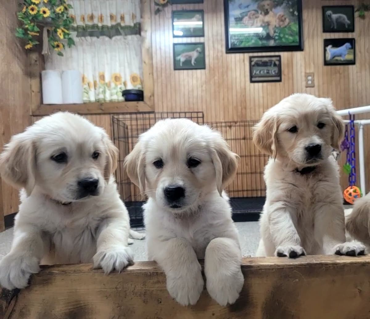 FULLY HEALTH TESTED GOLDEN RETRIEVER PUPPIES READY TODAY!!! breeder image 9
