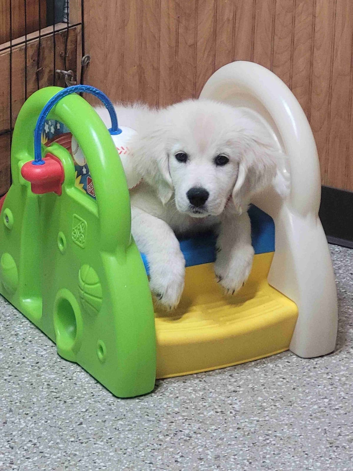 FULLY HEALTH TESTED GOLDEN RETRIEVER PUPPIES READY TODAY!!! breeder image 10