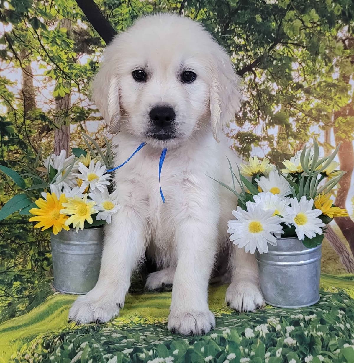 FULLY HEALTH TESTED GOLDEN RETRIEVER PUPPIES READY TODAY!!! breeder image 11