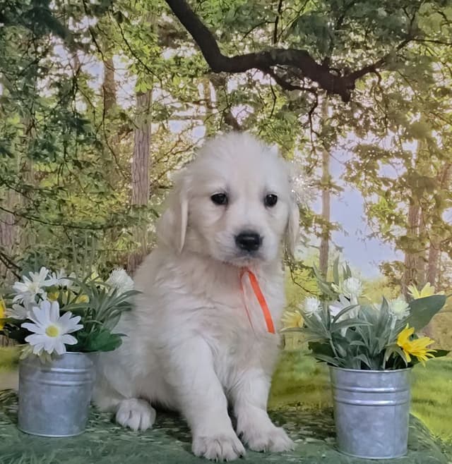 FULLY HEALTH TESTED GOLDEN RETRIEVER PUPPIES READY TODAY!!! media 4