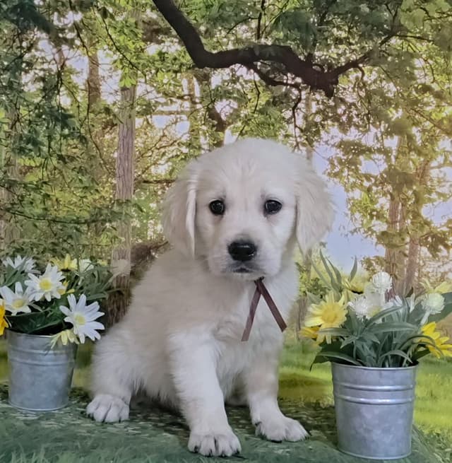 FULLY HEALTH TESTED GOLDEN RETRIEVER PUPPIES READY TODAY!!! media 2