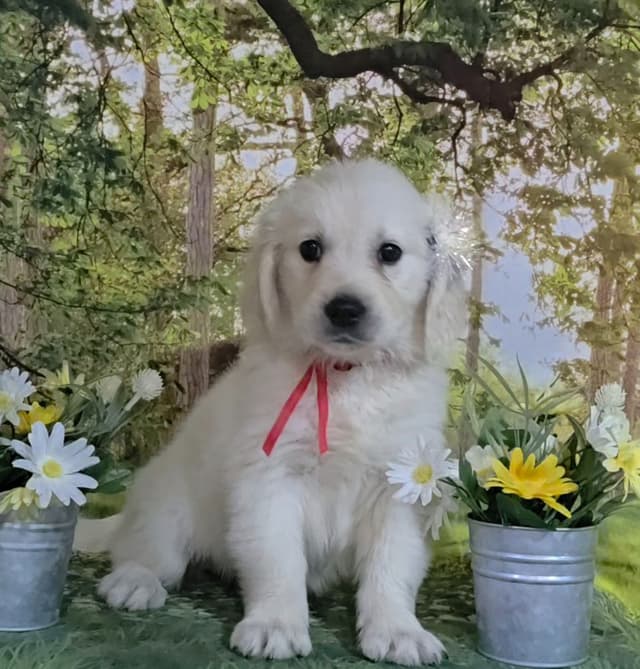 FULLY HEALTH TESTED GOLDEN RETRIEVER PUPPIES READY TODAY!!! media 5