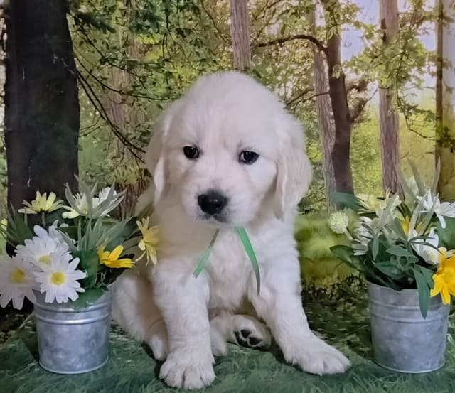 FULLY HEALTH TESTED GOLDEN RETRIEVER PUPPIES READY TODAY!!! media 7