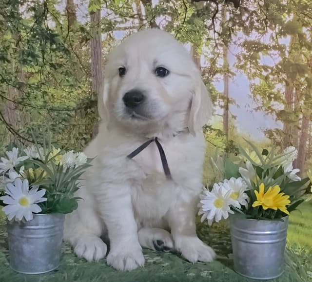 FULLY HEALTH TESTED GOLDEN RETRIEVER PUPPIES READY TODAY!!! media 8