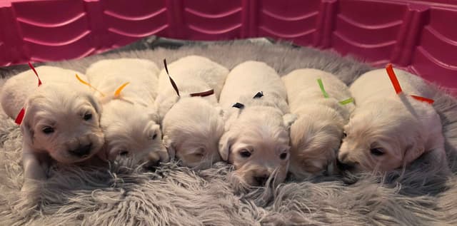 FULLY HEALTH TESTED GOLDEN RETRIEVER PUPPIES READY TODAY!!! media 9