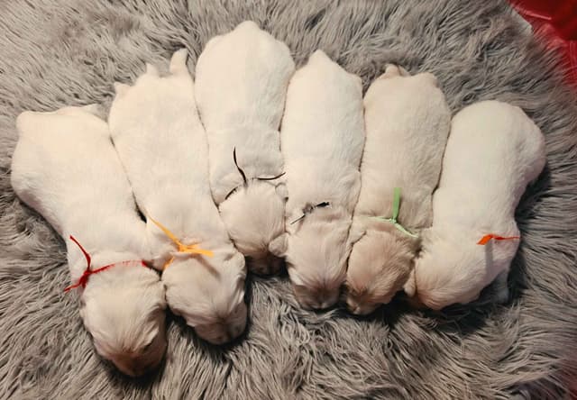 FULLY HEALTH TESTED GOLDEN RETRIEVER PUPPIES READY TODAY!!! media 10