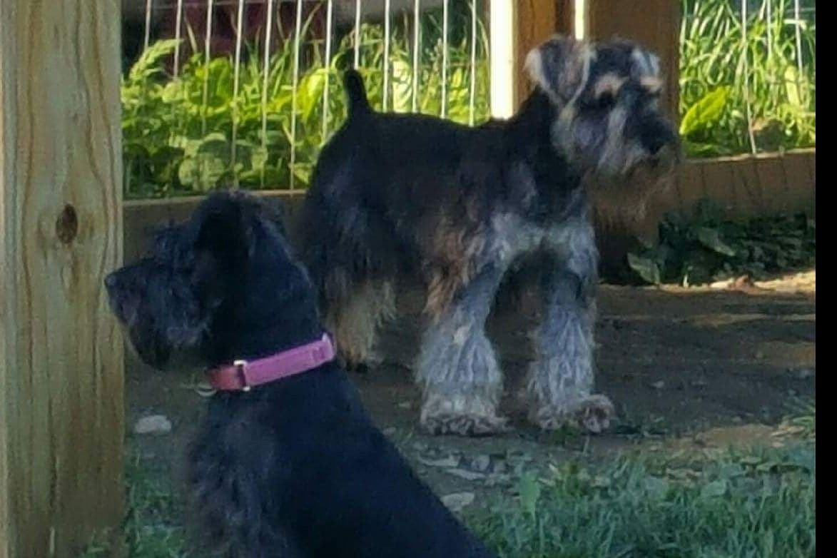 Miniature Schnauzer Puppies breeder image 1
