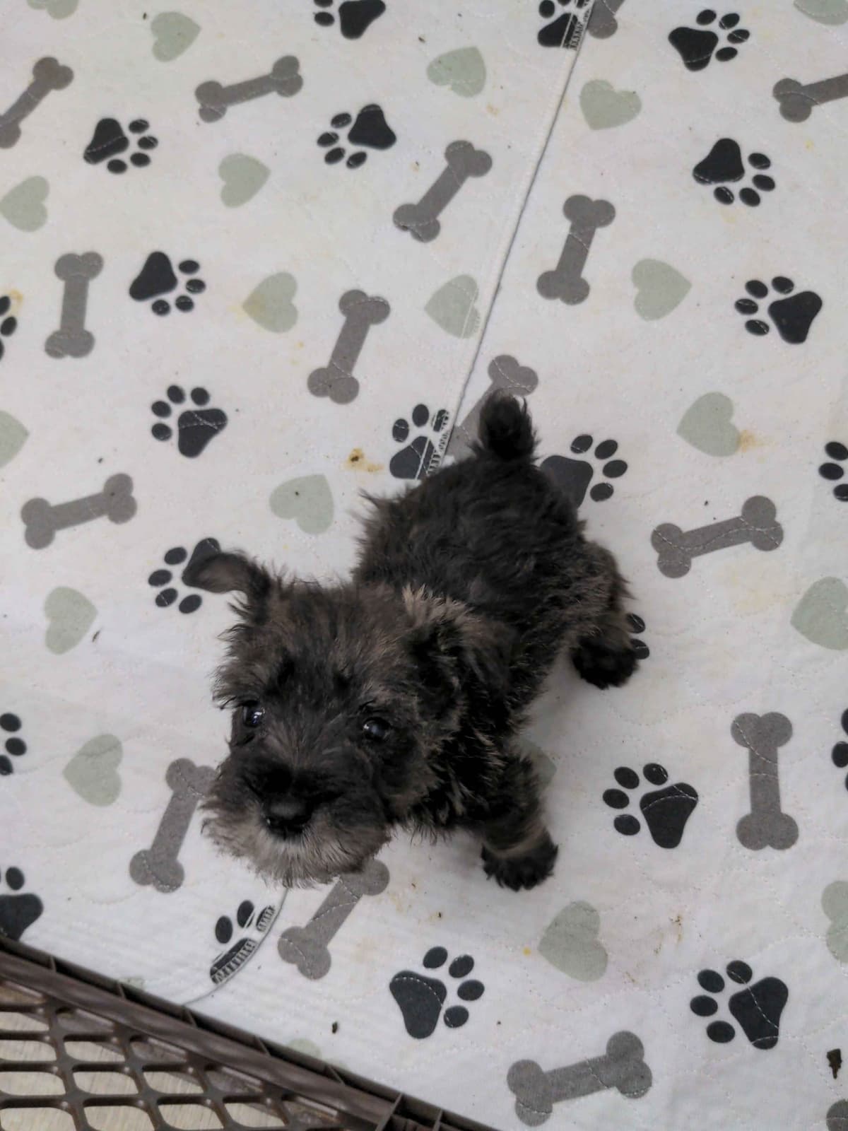 Miniature Schnauzer Puppies breeder image 3