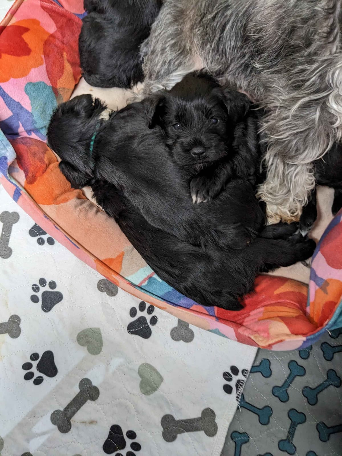 Miniature Schnauzer Puppies breeder image 4