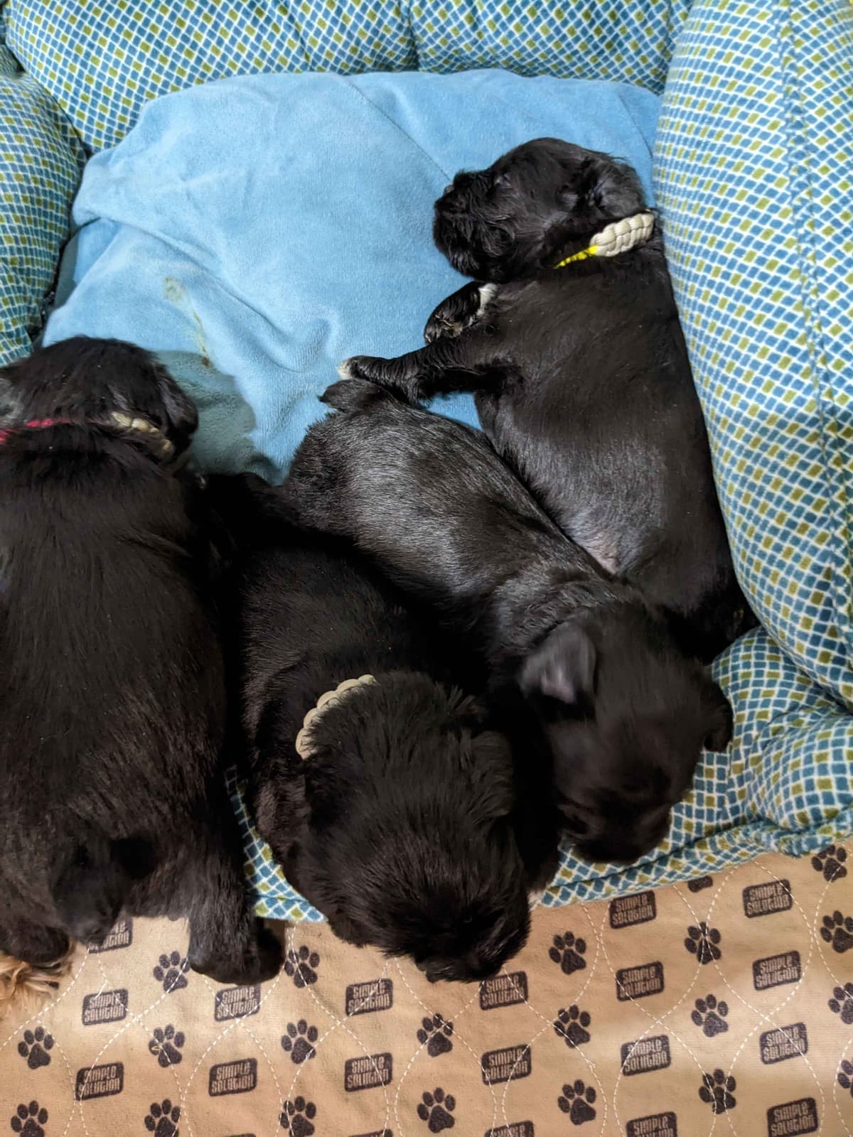 Miniature Schnauzer Puppies breeder image 5