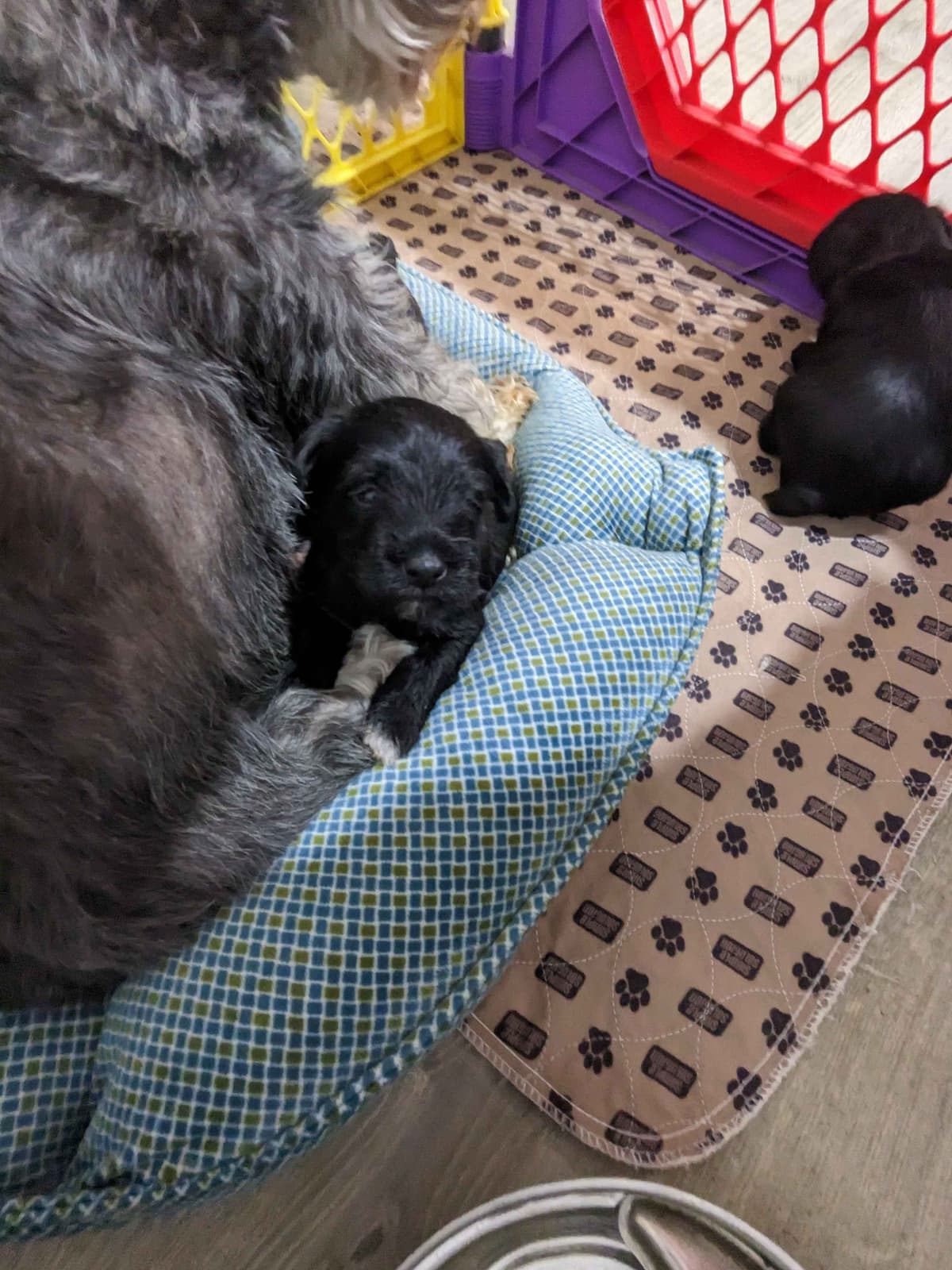 Miniature Schnauzer Puppies breeder image 6