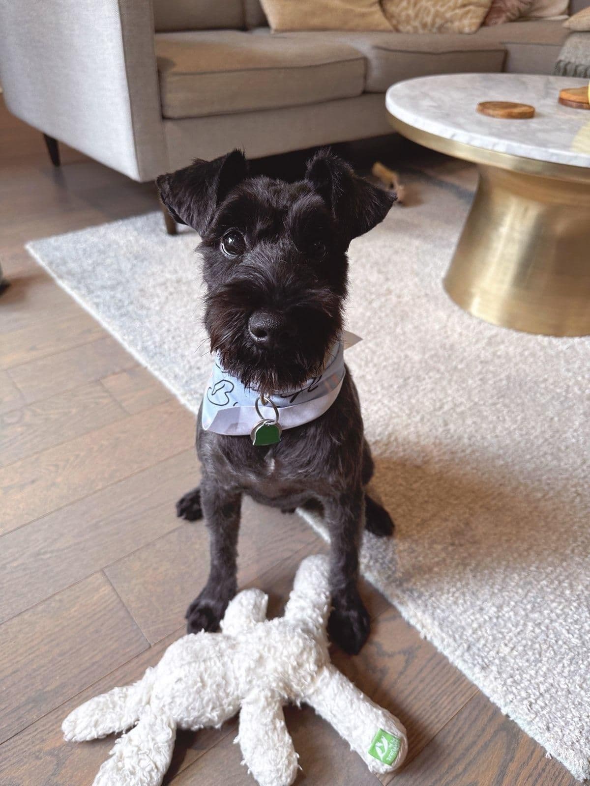 Miniature Schnauzer Puppies breeder image 7