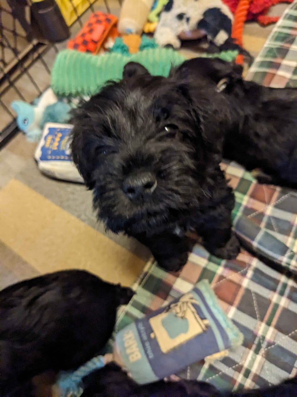 Miniature Schnauzer Puppies breeder image 9