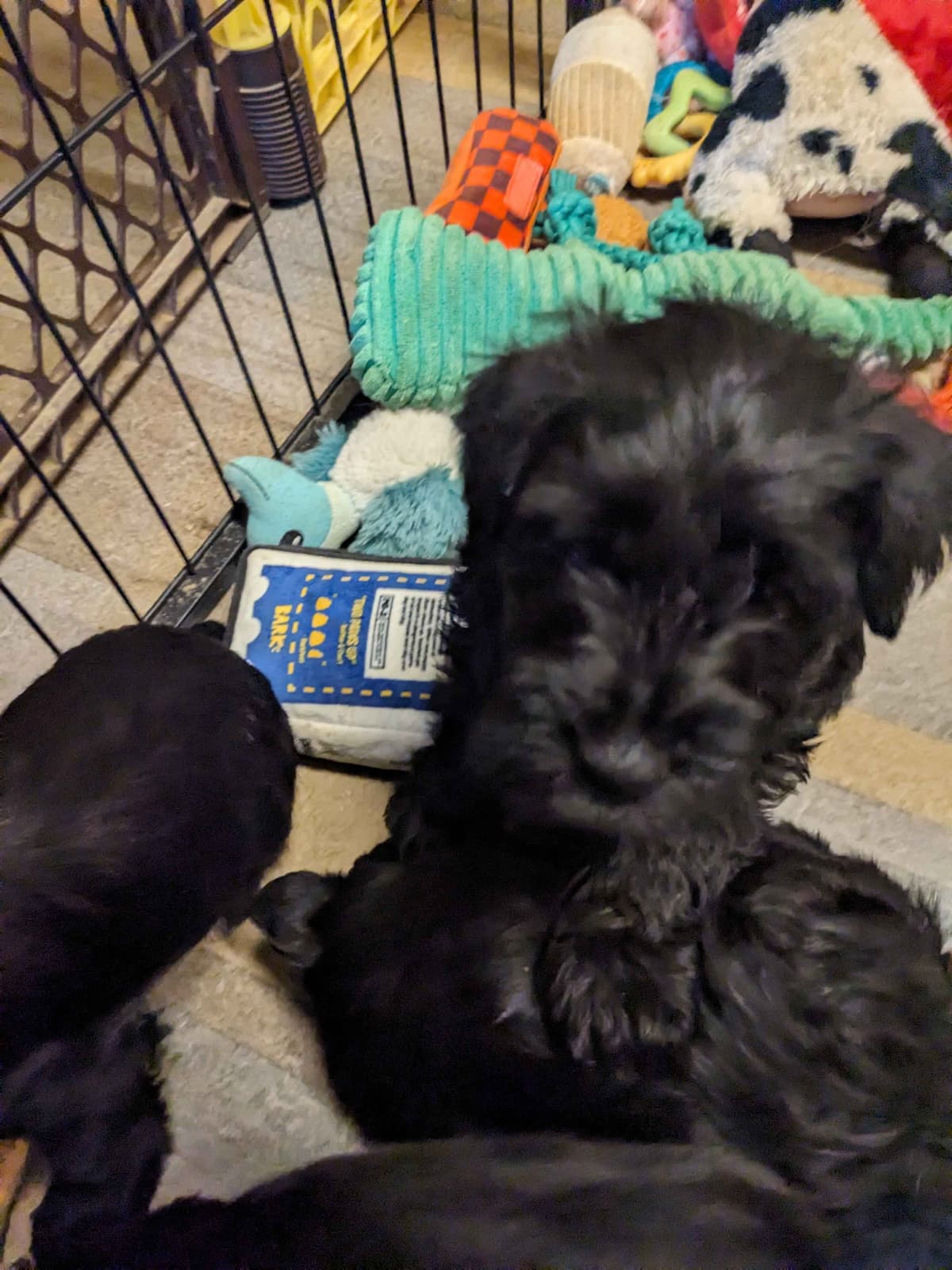 Miniature Schnauzer Puppies breeder image 10