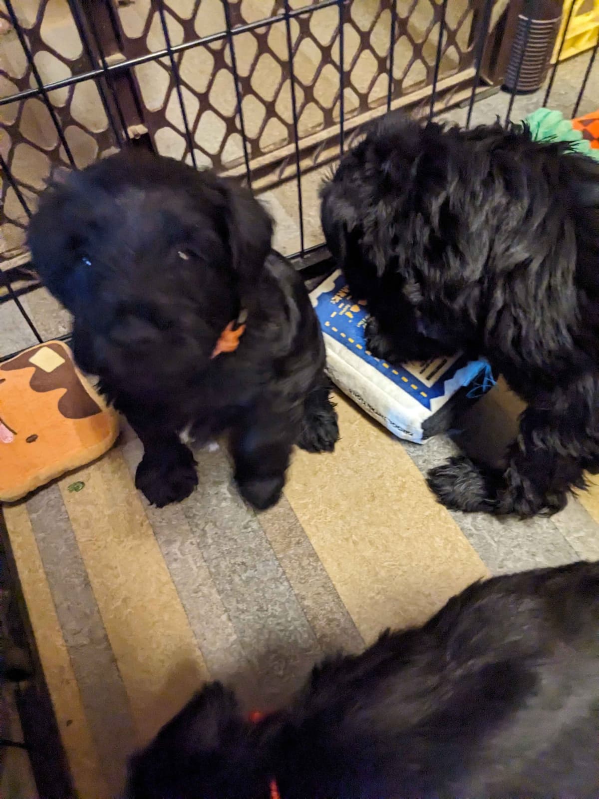 Miniature Schnauzer Puppies breeder image 11