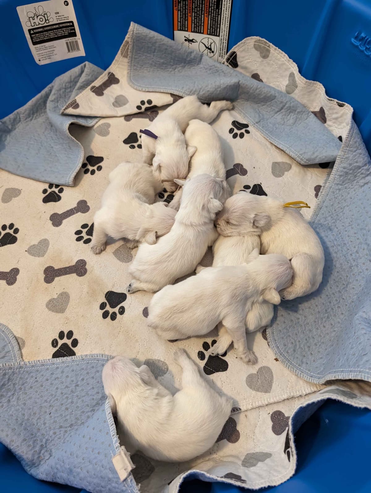 Miniature Schnauzer Puppies breeder image 12
