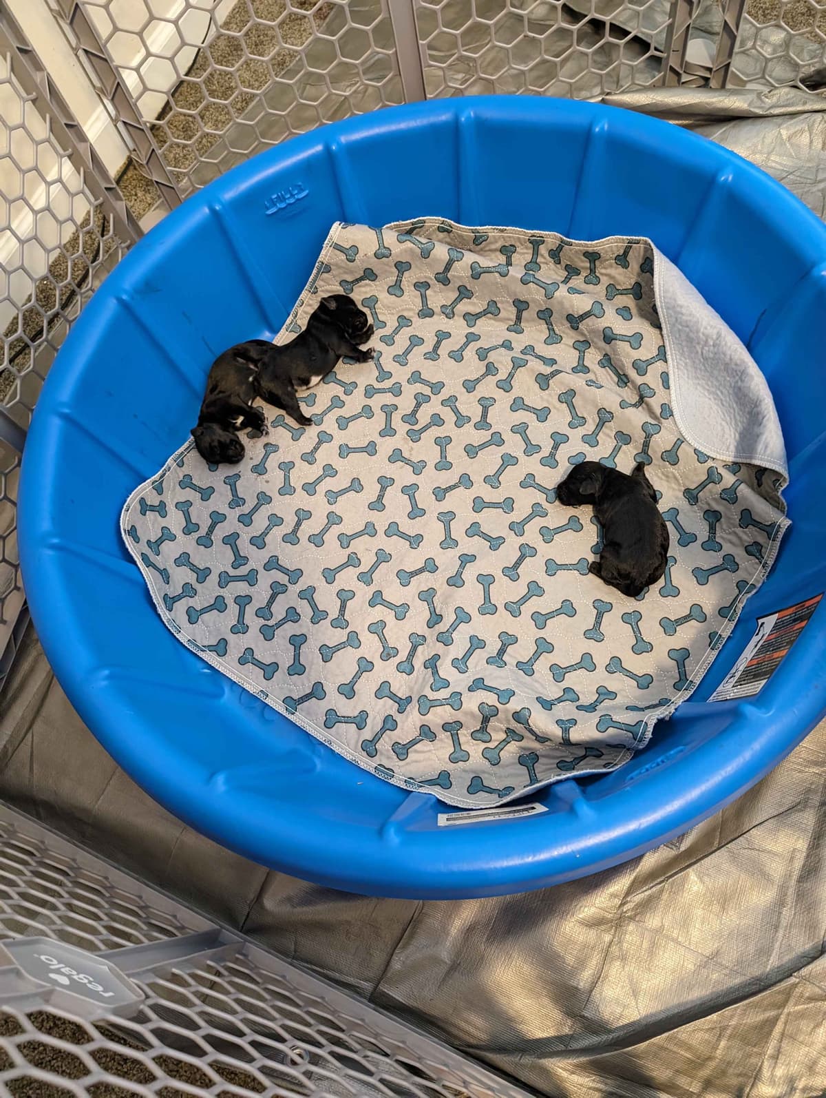 Miniature Schnauzer Puppies breeder image 13