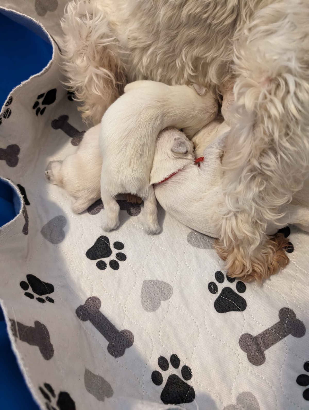Miniature Schnauzer Puppies breeder image 14