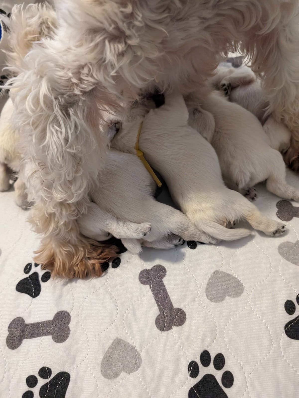 Miniature Schnauzer Puppies breeder image 15