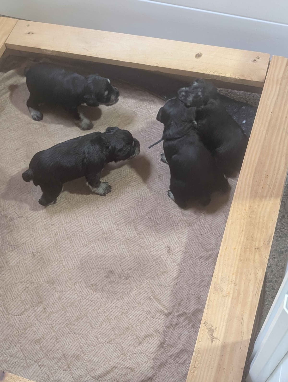 Miniature Schnauzer Puppies breeder image 18