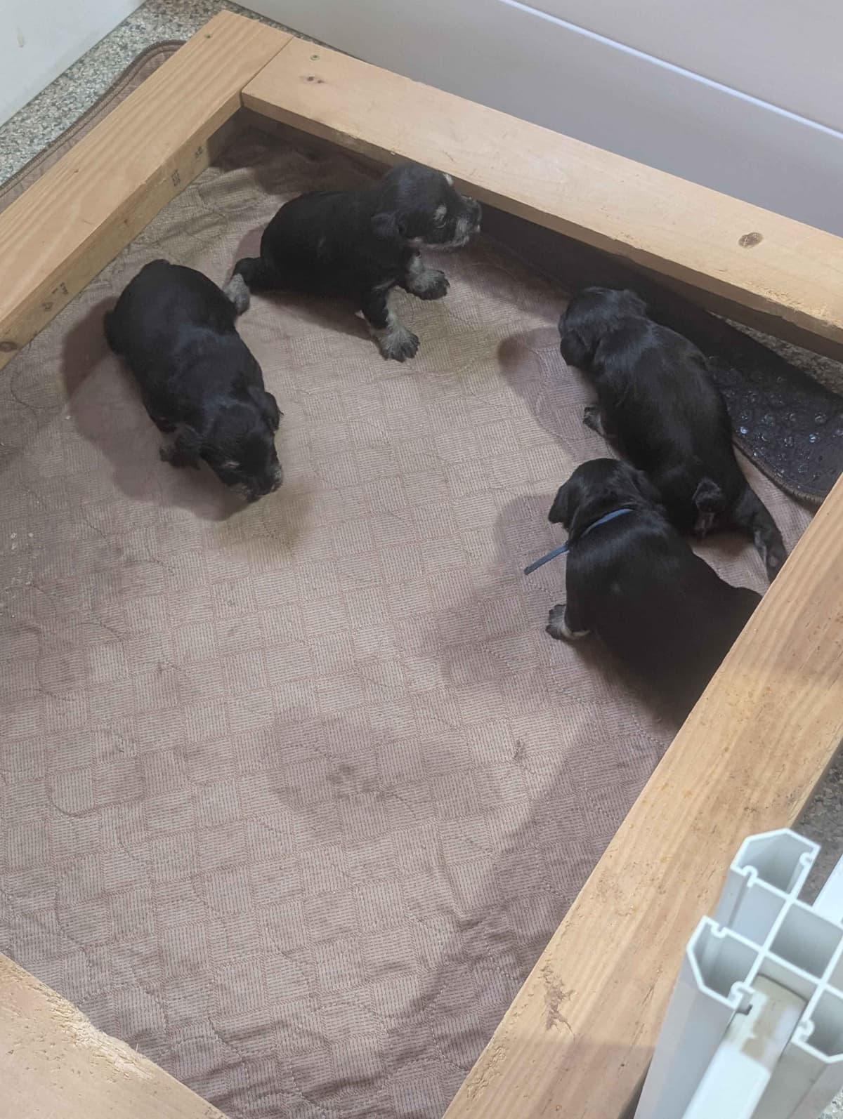 Miniature Schnauzer Puppies breeder image 19