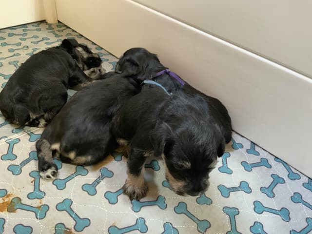 Miniature Schnauzer Puppies media 2
