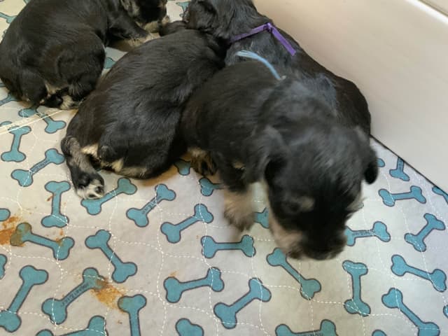Miniature Schnauzer Puppies media 3