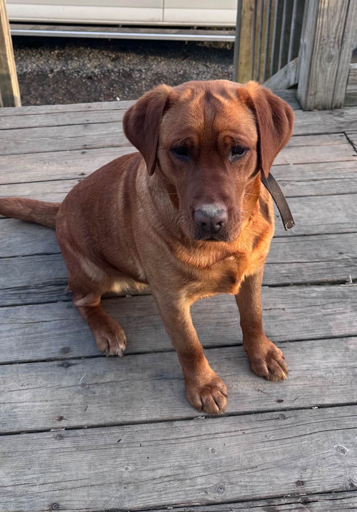 Fox Red English Labrador Retriever Puppies breeder image 1