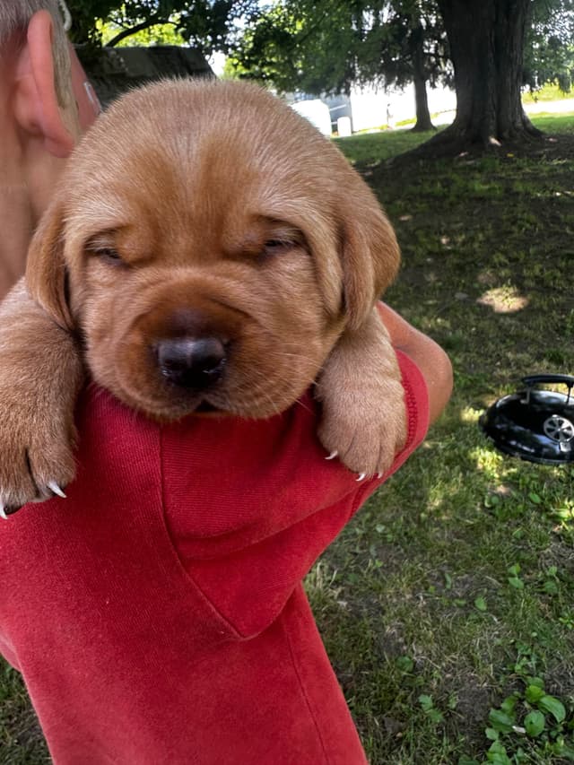 Fox Red English Labrador Retriever Puppies media 5