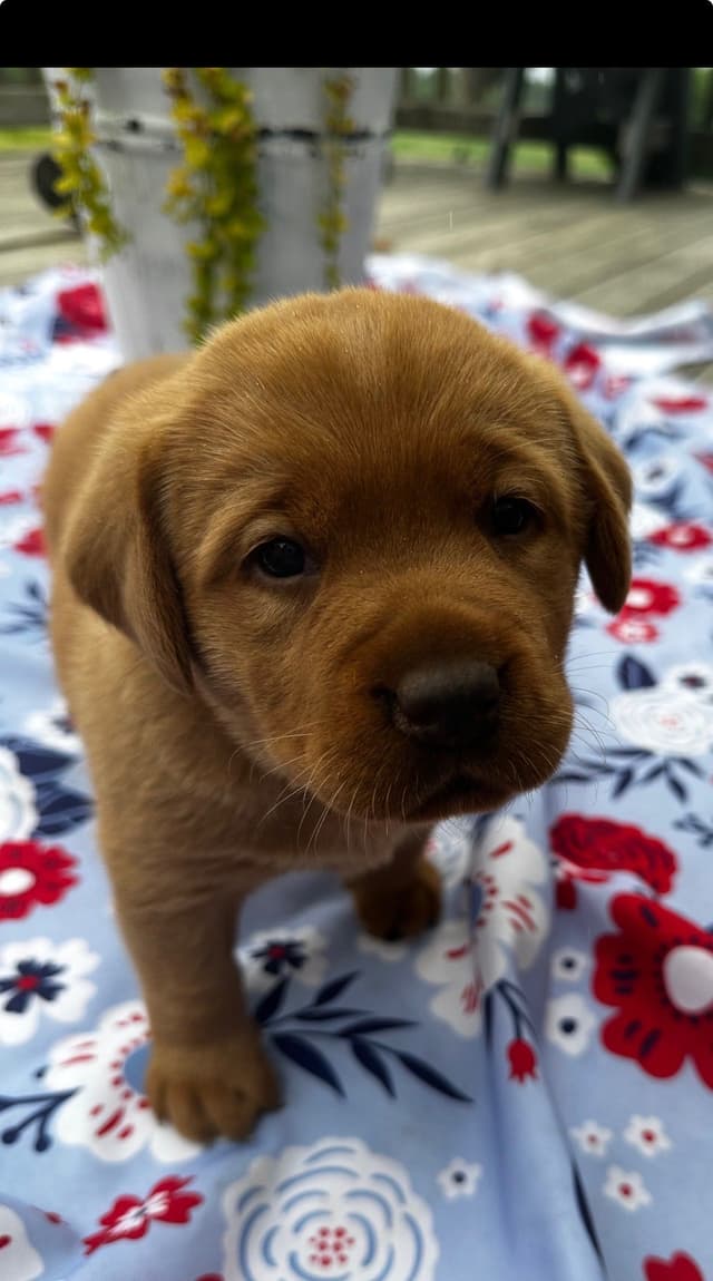 Fox Red English Labrador Retriever Puppies media 2