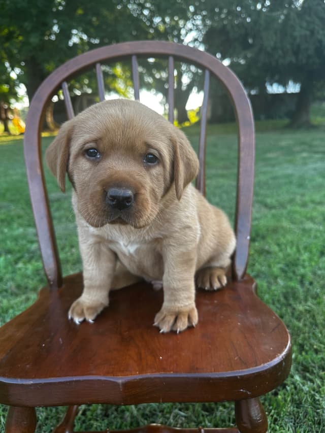 Fox Red English Labrador Retriever Puppies media 3