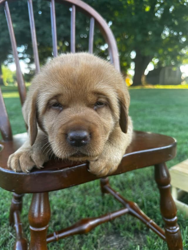 Fox Red English Labrador Retriever Puppies media 4