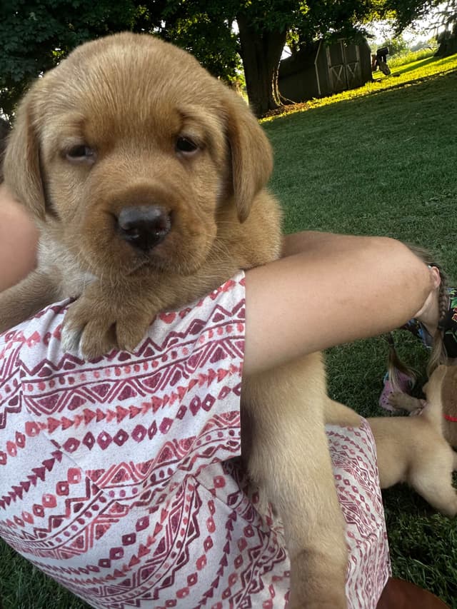 Fox Red English Labrador Retriever Puppies media 7