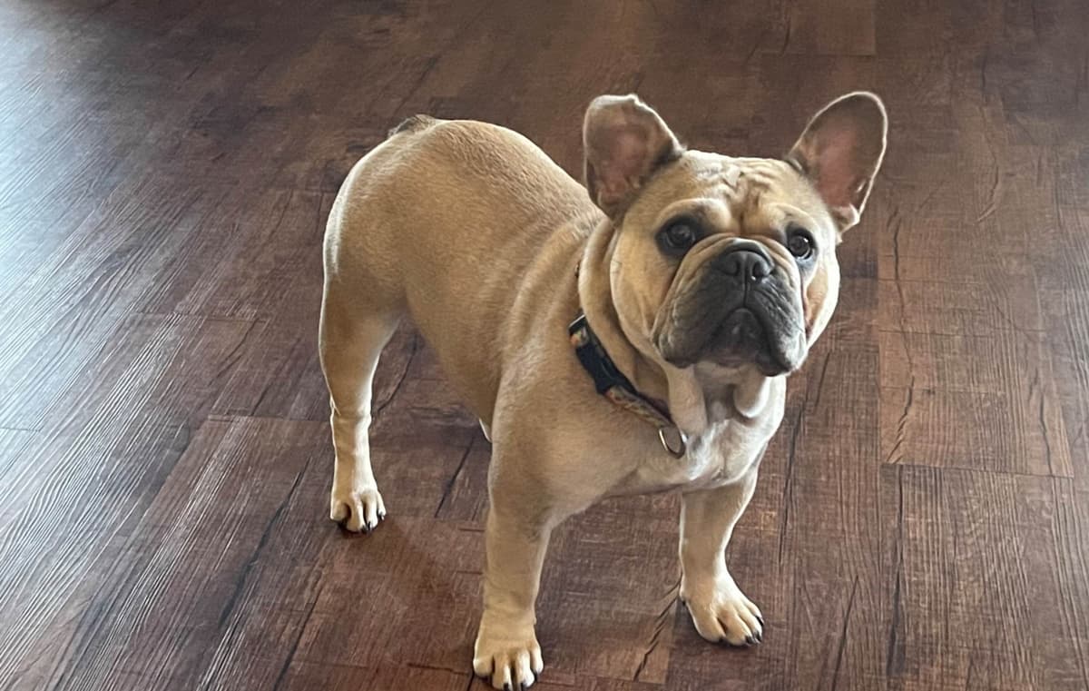 French Bulldog Puppies breeder image 1