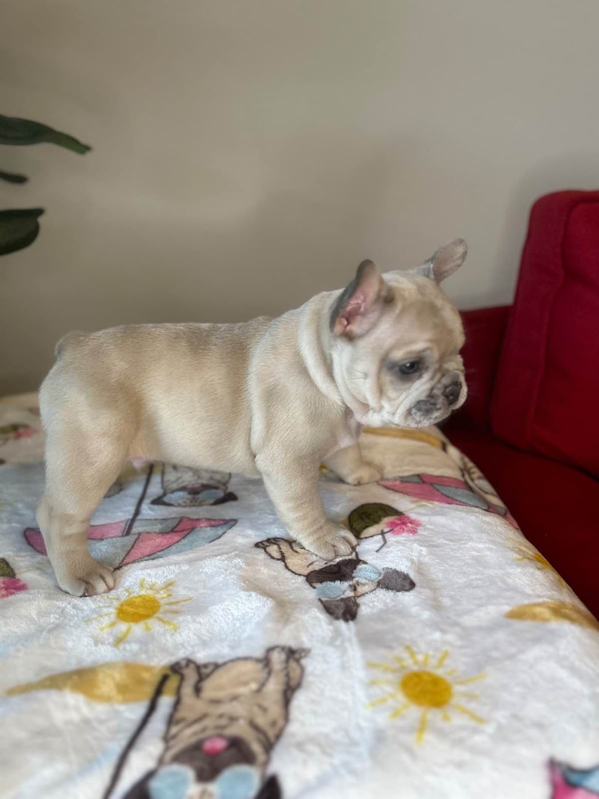French Bulldog Puppies breeder image 2