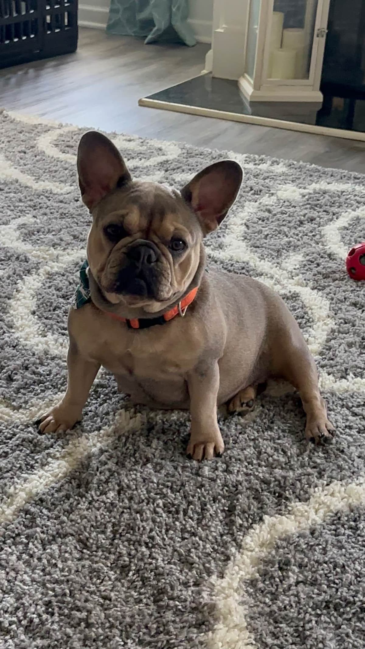 French Bulldog Puppies breeder image 4