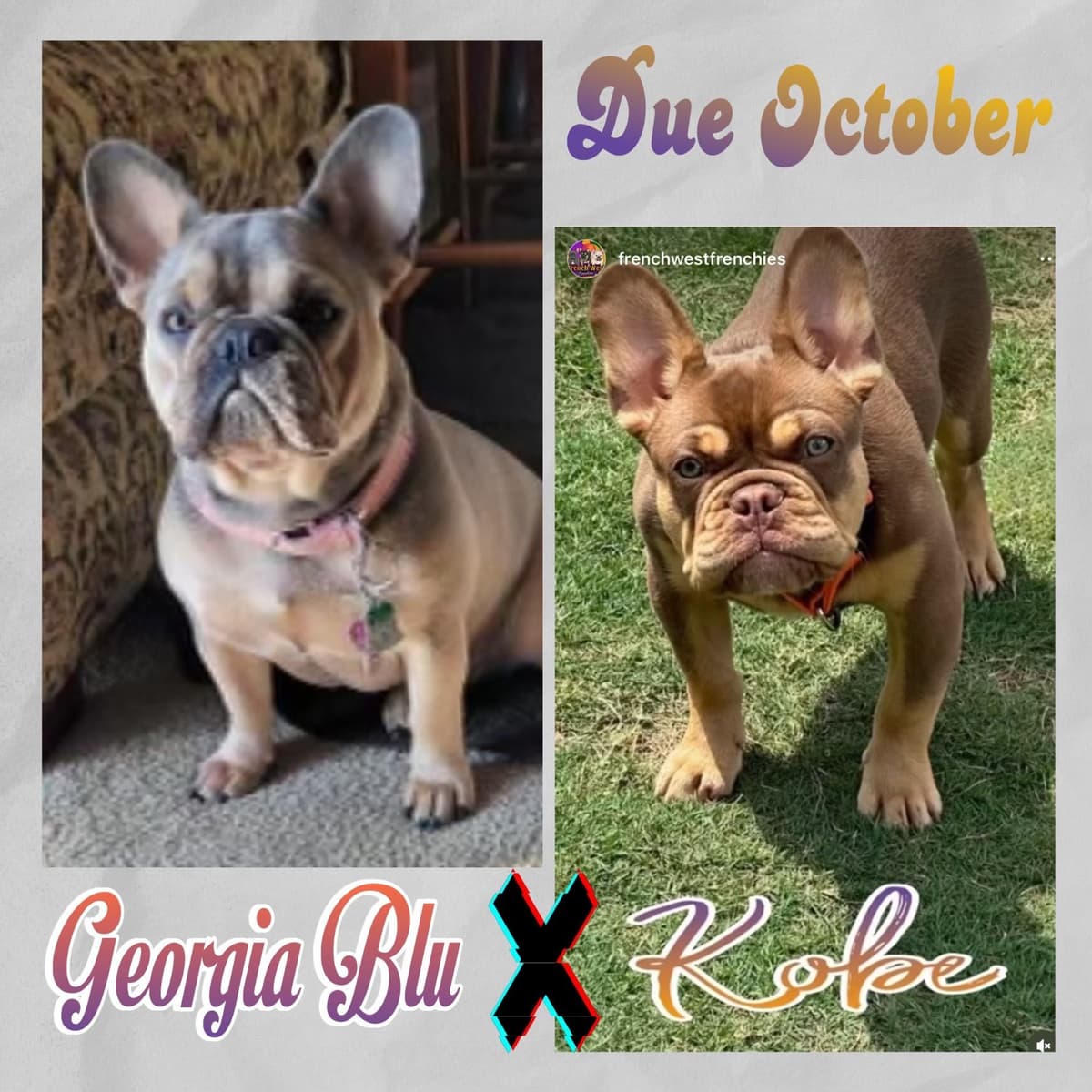 French Bulldog Puppies breeder image 6