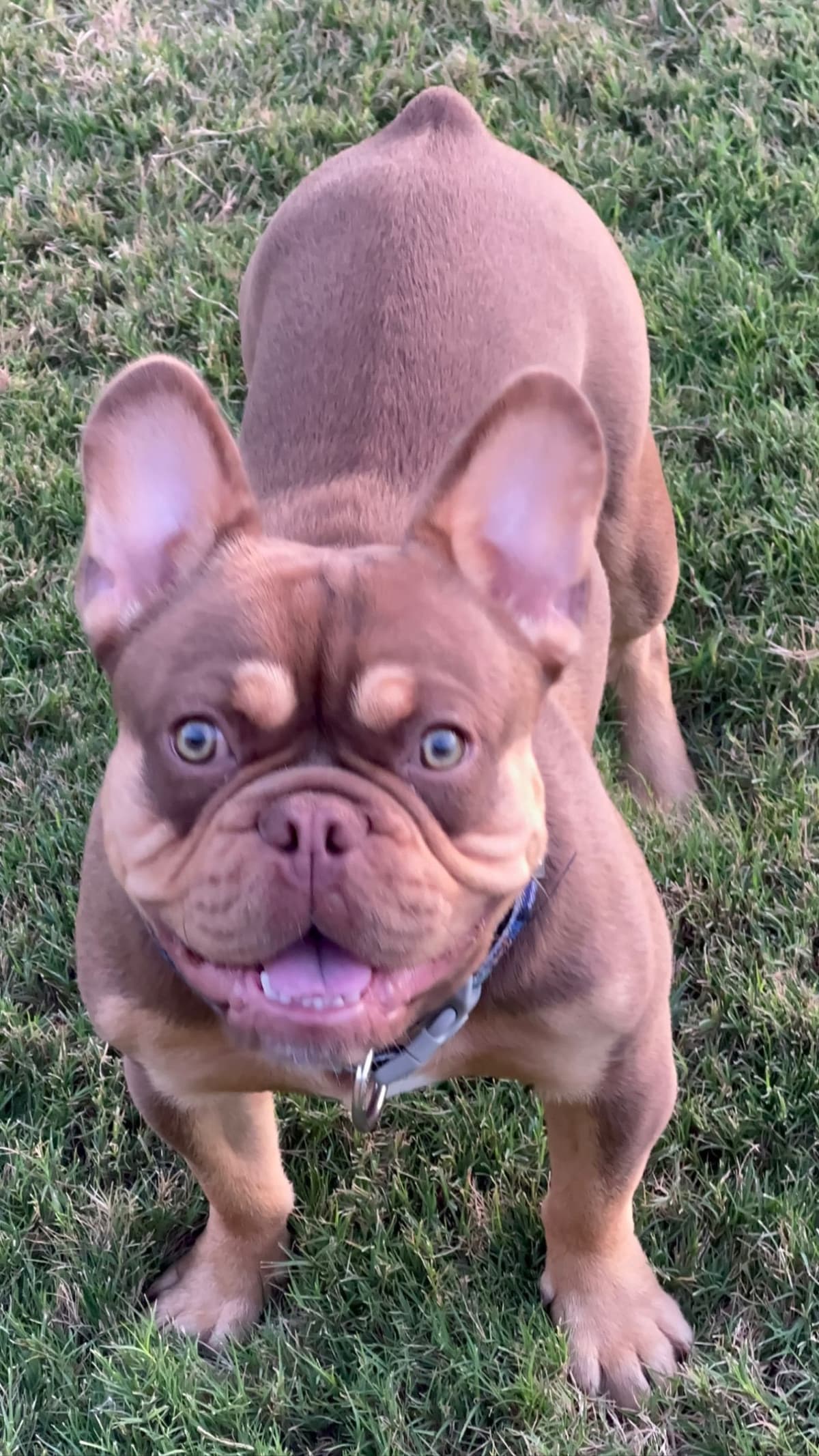 French Bulldog Puppies breeder image 5