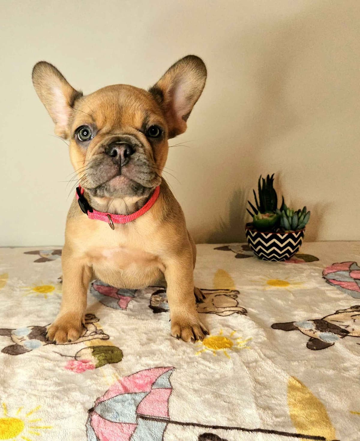 French Bulldog Puppies breeder image 9