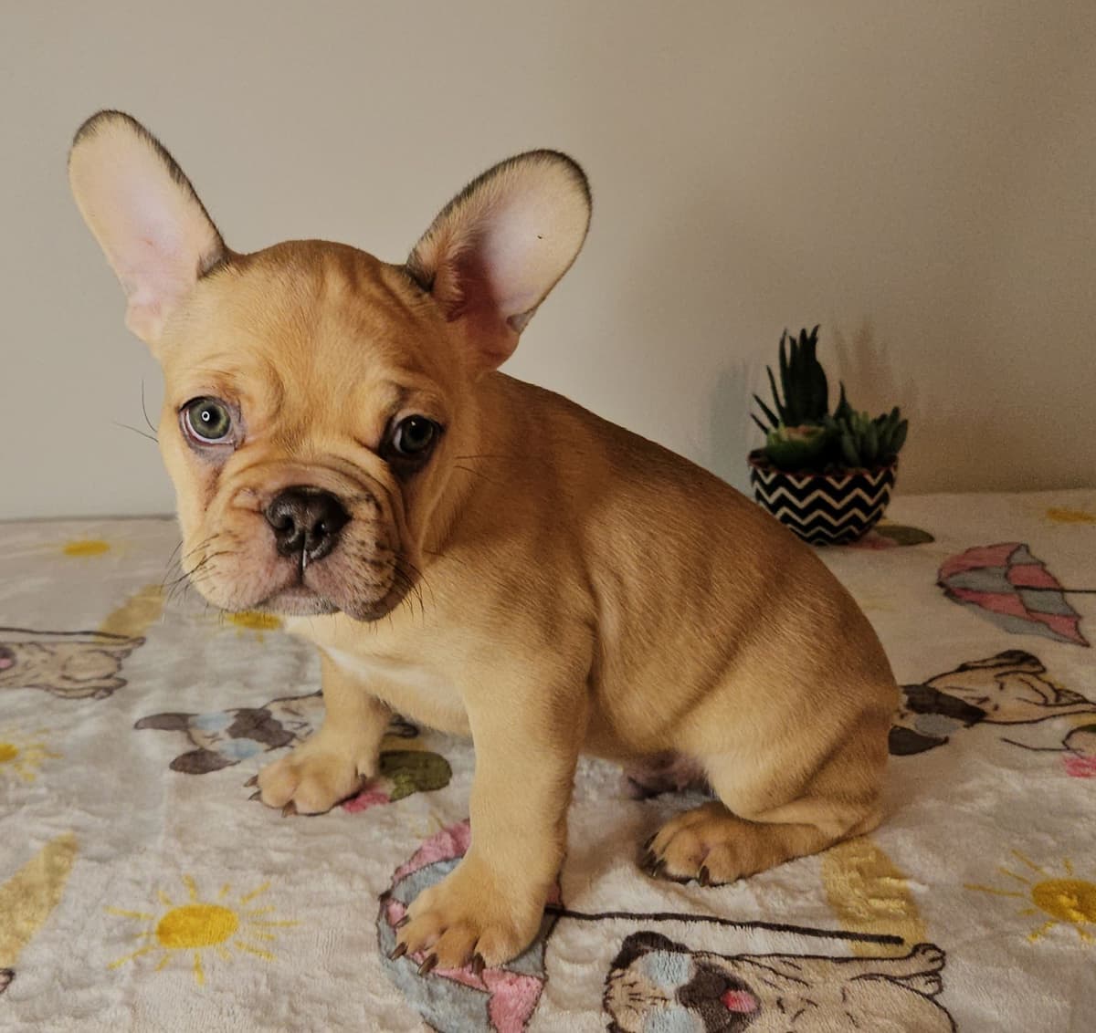 French Bulldog Puppies breeder image 11