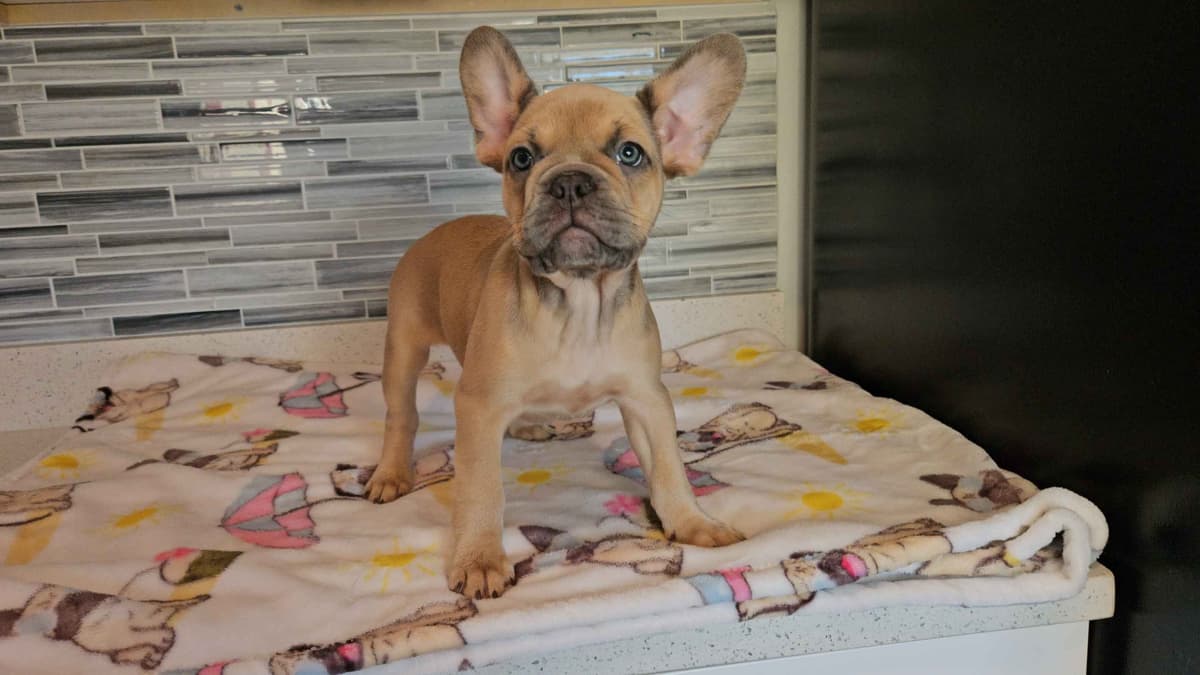 French Bulldog Puppies breeder image 10