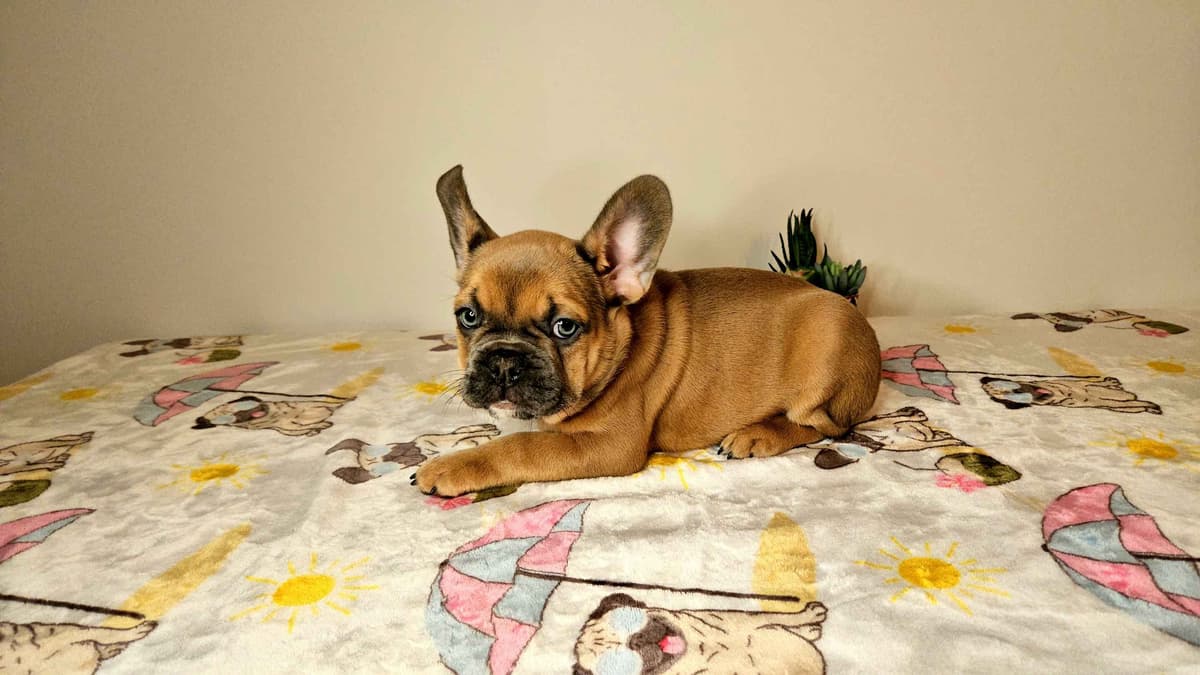 French Bulldog Puppies breeder image 12