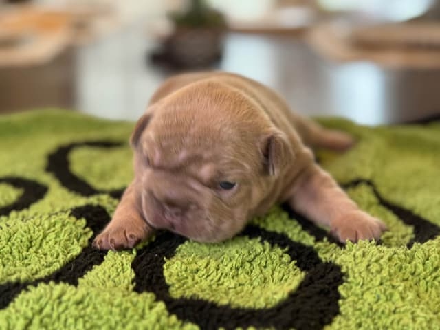 French Bulldog Puppies media 2